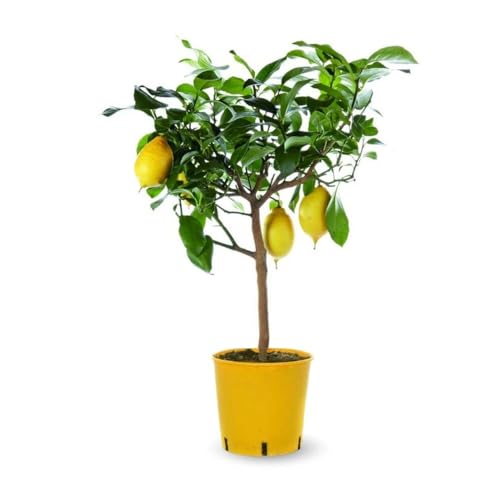 Attitude Jardin - Citronnier limon - citrus limon - agrume méditerranéen - arbre fruitier - 75-85 cm - ⌀ 22 cm