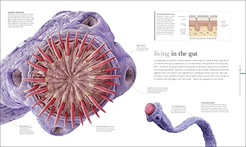 Micro Life: Miracles of the Miniature World Revealed