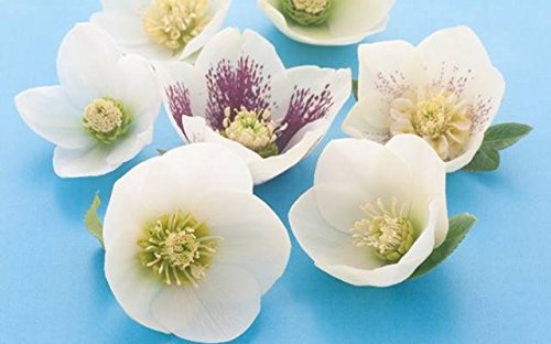 Amazon | クリスマスローズ 一重咲きホワイト系シングル 9cmポット苗