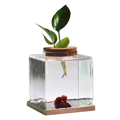Desktop Betta Fish Tank with Wood Lid and Bamboo Stand Small Fish Bowl Glass for Beta Fish Hydroponic Plant Terrarium Aquarium Starter Kit