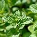 Imagen de IDDA Herbal Hierbabuena Infusión 200g