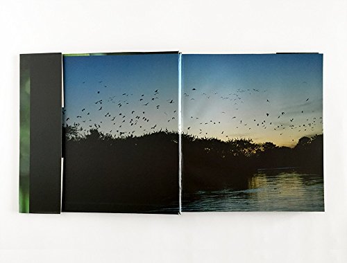 Nurturing New Life: Nests of Brazilian Birds