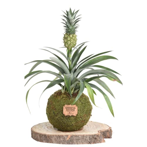Kokedama Piña Mini Natural - Kokedama Interior | Bola de Musgo Vivo | Planta Natural | Planta Interior | Decoración Hogar | Fácil Cuidado y Mantenimiento