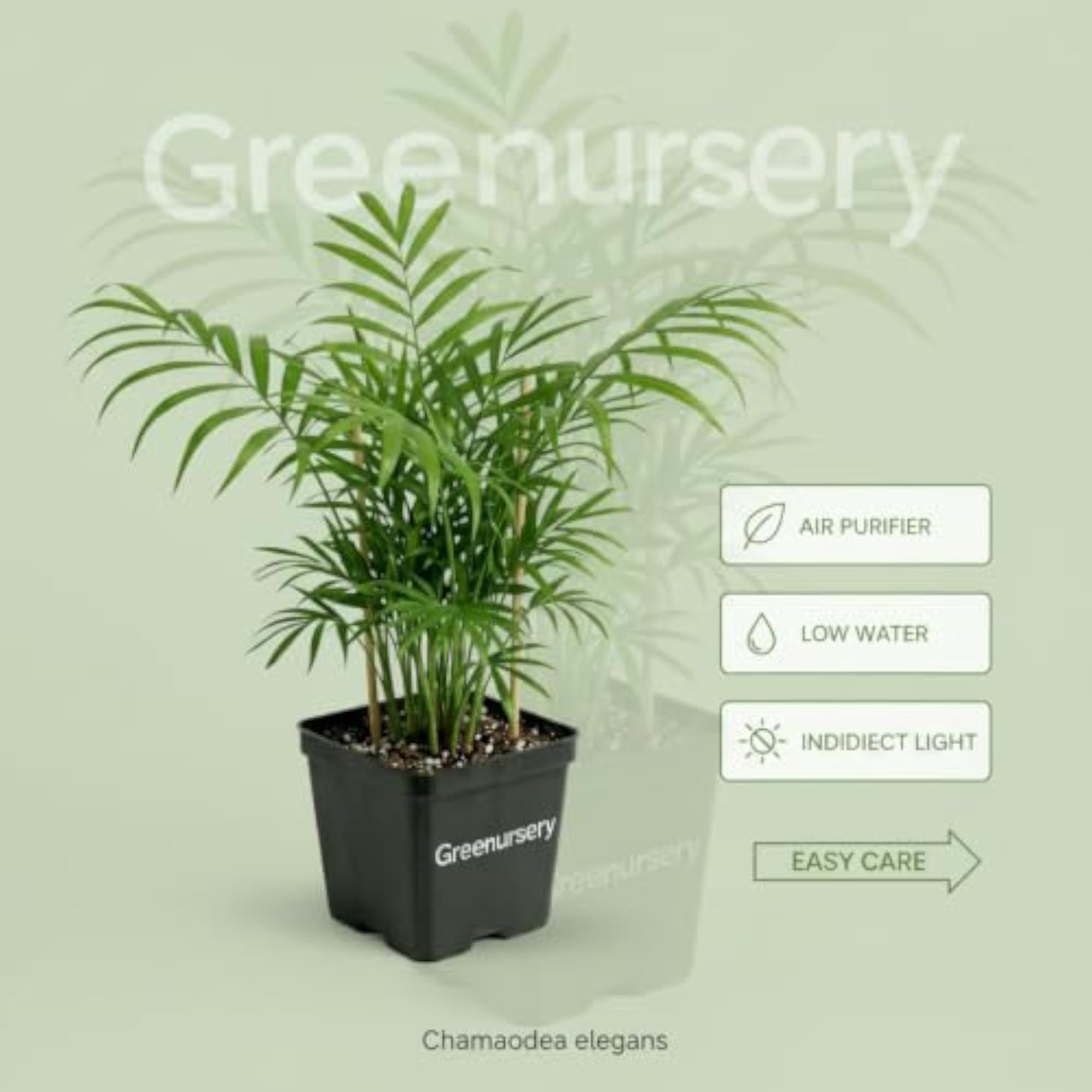 Live Parlor Palm Indoor Decorative Green Plant