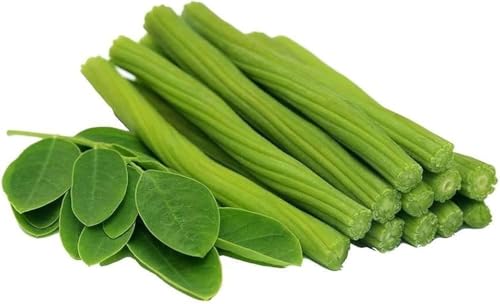 Image of Sajana Live Plant | Moringa /Drumstick /Sahjan Plant with Pot | Fast Growing Edible & Medicinal Plant for Home Garden