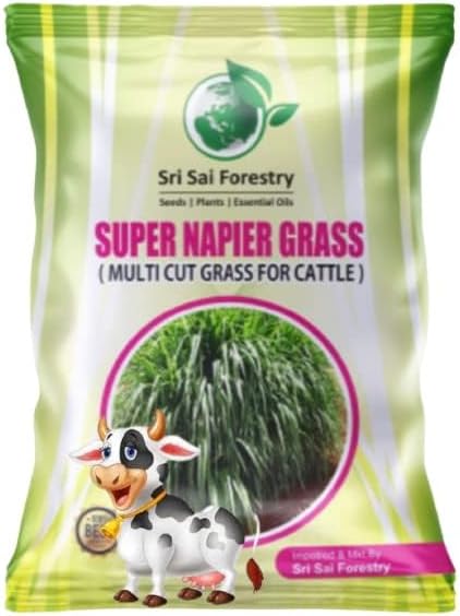 SRI SAI FORESTRY Super Napier Grass Seeds High Yield, Multi Cut Grass for Cow and Goat (2000 Seeds)