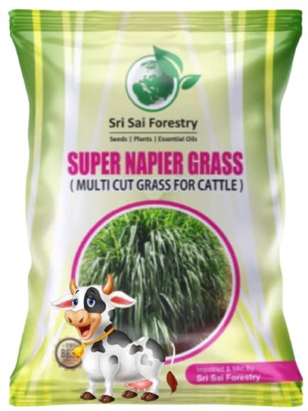 Super Napier Grass Seeds High Yield, Multi Cut Grass for Cow and Goat (2000 Seeds)