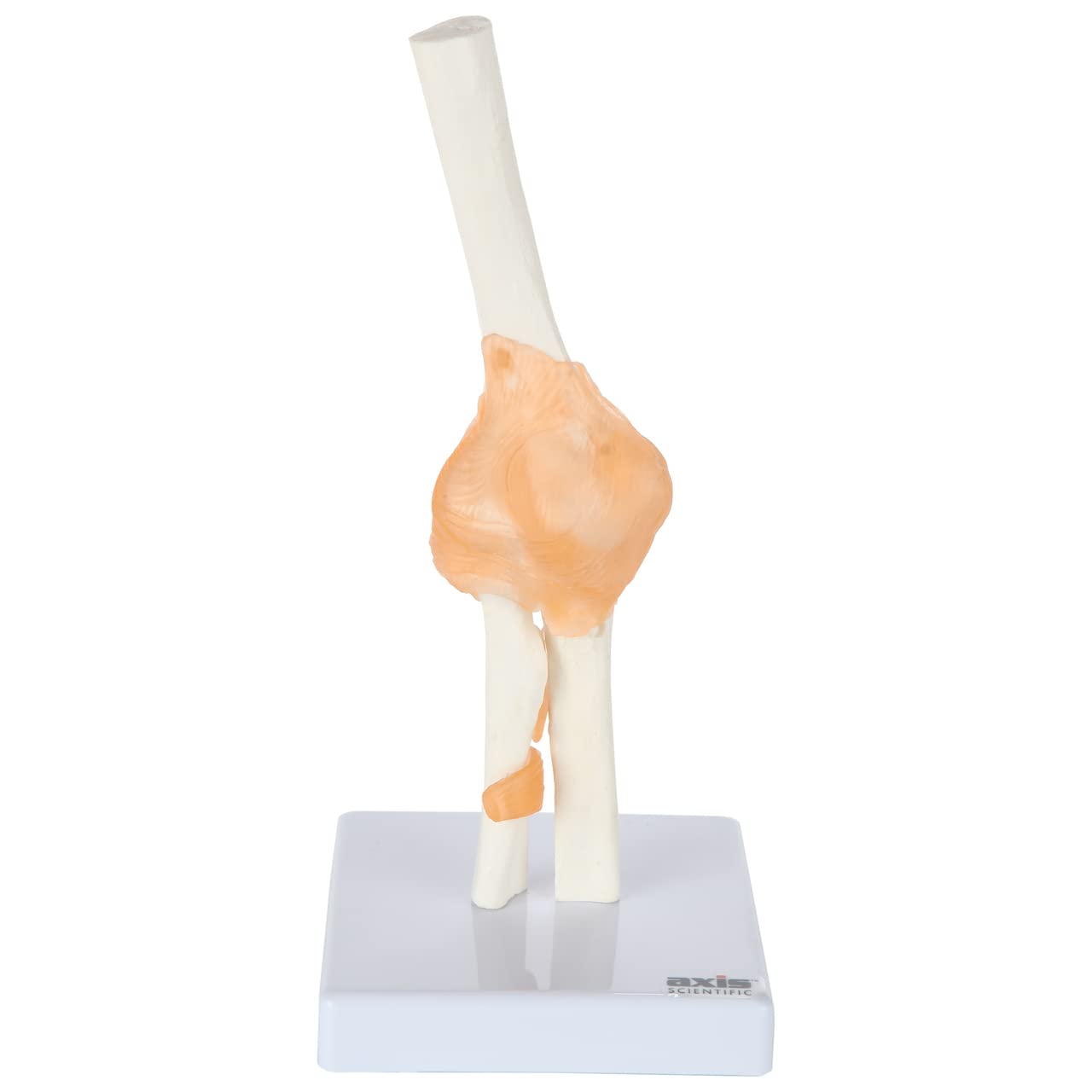 Axis Scientific Functional Joints and Cross Sections Anatomy Model Set - Human Anatomy System Miniature, Medical Education & Study Manual, Demonstration Skill, Human Anatomy System Miniature