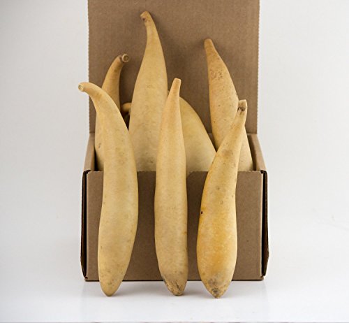 Box of Banana Gourds -15 dried gourds - Perfect for Crafting