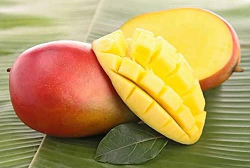 Garden Fields American Beauty Mango Plant-Grafted Variant.