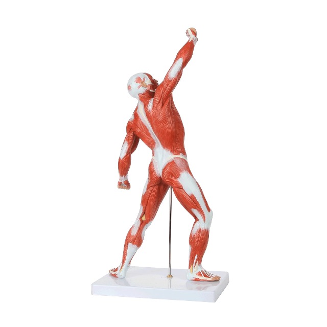 Watch Axis Scientific Mini Muscular Man Model Anatomy Muscles on Amazon ...