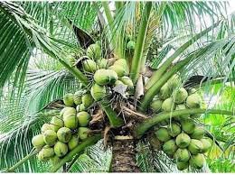 HERBALISM Green CGD Hybrid Coconut living plant.