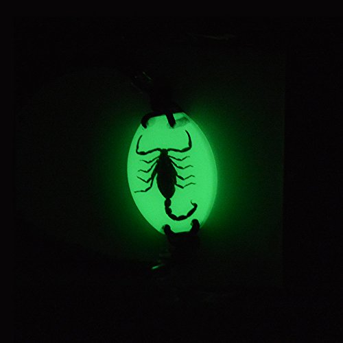 FOTTCZ Real Scorpion Necklace, Real Scorpion Pendant Necklace