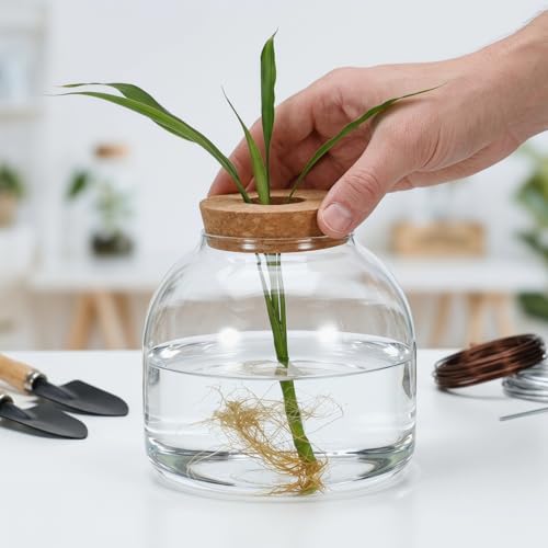 Image of POPETPOP Glass Terrarium with Cork Lid - Glass Fish Tank Plant Terrarium, Tabletop Succulent Planter Aquarium for Hydroponic Plant & Small Fish - for Home, Office Decor