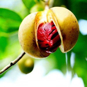 Creative Farmer Nutmeg Herb Tree Nutmeg Garden Plant(1 Healthy Live Plant) (B07YYBXGBQ) Amazon Price History, Amazon Price Tracker