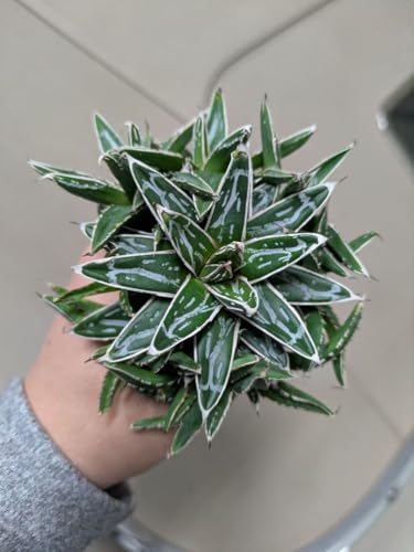 アガベ 笹の雪」の人気商品一覧 | 安い商品を通販サイトから探す