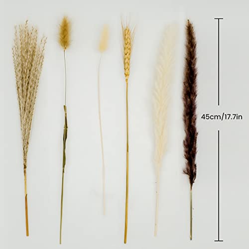 image for CRFNI 100 Pcs Pampas Grass - Natural Pampas & Reed Grass & Bunny Tails