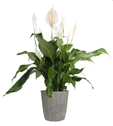 Costa Farms Peace lily, Spathiphyllum Live Indoor Plant, 3-Foot