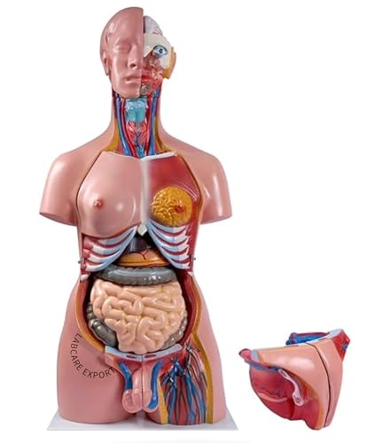 Image of Labcare Anatomical Life Size (Magnetic Parts) Unisex Human Torso Model in 24 Parts with Interchangeable Reproductive System in Fiber Glass Material. 85 cm length