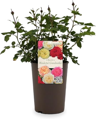 Beautiful Red Gift Rose -  For a Special Grandmother - Gift Wrap Included | Modern Garden Hybrid Bush Rose - 3L Potted Floral Flowers