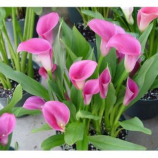 See full amazon price history chart for GreenCaart Live Pink Peace Lily Healthy Hybrid Plant Indoor Air Purify Plant Pack of 1 GreenCaart Live Pink Peace Lily Healthy Hybrid Plant Indoor Air Purify Plant Pack of 1 (B0CNM3BC5D) Amazon Price History, Amazon Price Tracker