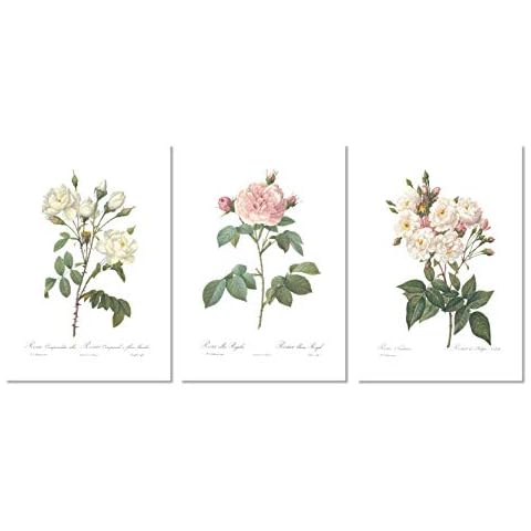 Ink Inc. Vintage Botanical Prints | Roses White Pink Wall Art | Floral Decor | Set of 3 8"x10" Unframed Cover
