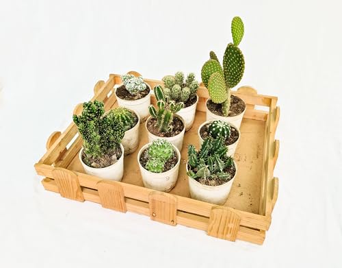 Image of Assorted cactus set of 9 (Bare rooted), Live cactus plant, any 9 cactus plant varieties, live cactus combo