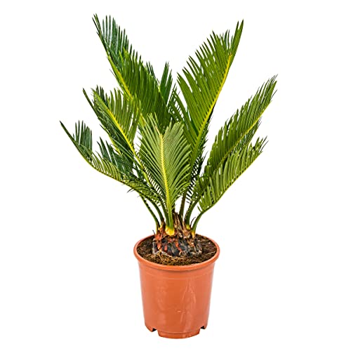 Bloomique - Cycas Revoluta - Palma della Pace - Palma Sago - Palma da Interno - Molto Facile da Curare - Altezza 30-40 cm - Vaso 12 cm