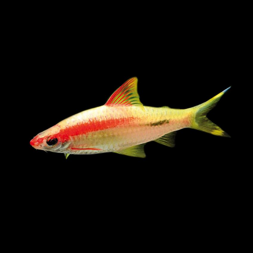 Gold Roseline Torpedo Shark Freshwater Aquarium Fish