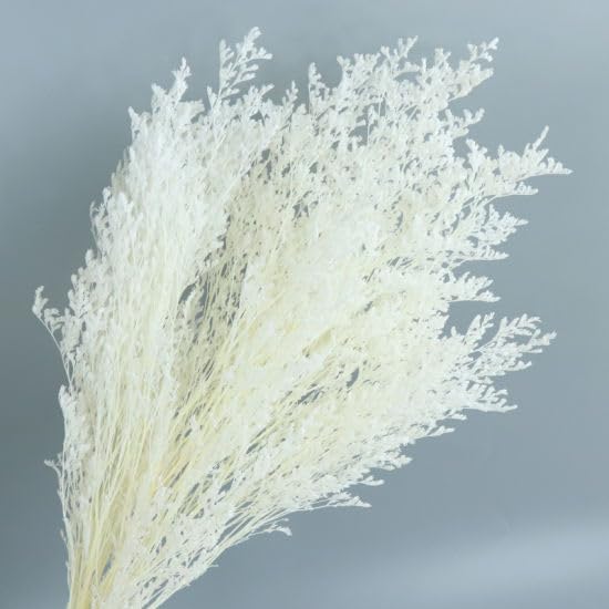 Bleached Preserved Limonium Lovergrass, Real Preserved Flower/Dried Flower/Wedding Flowers