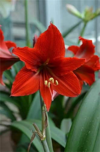 Bulbos Amarilis, Perenne, Cultivos De Colores Brillantes, De Crecimiento Rápido, Resistente Al FríO, Flores Dobles Perennes, De Amaryllis Hippeastrum-3bulbos-E