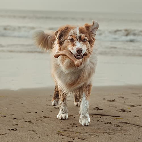 Benebone 2-Pack Wishbone/Dental Durable Dog Chew Toys, Real Bacon, Made in USA, Medium