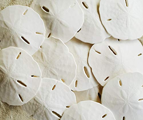 Real Florida Sand Dollars for Crafts Natural White Sanddollar - 10 pack