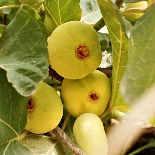 higuera semillas de higuera - higo - columnares de balcón, fresca comprar higuera, para lugares soleados de interior, 200pcs