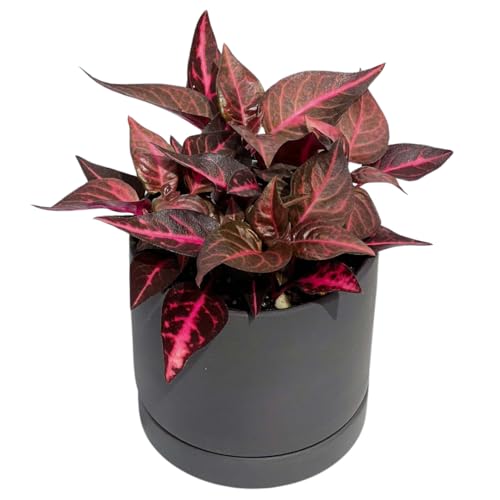 inakougeiiCiREQCj ϗtA   ~jϗt CVl bhC 3 { A   v[g Mtg O[CeA A Ă₷ (픫ubN)