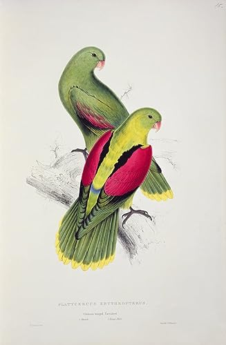 Cuadro en lienzo del periquito alado carmesí de Edward Lear, pintura decorativa YUYAO 60x90cm
