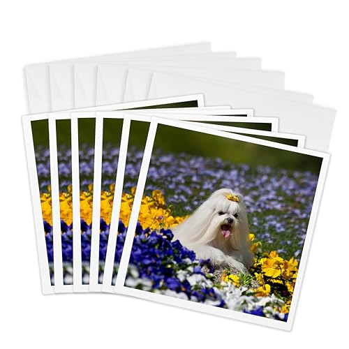 Cartes de vœux Chiens Maltais fleurs Californie États-Unis Zandria Muench Beraldo Danita Delimont