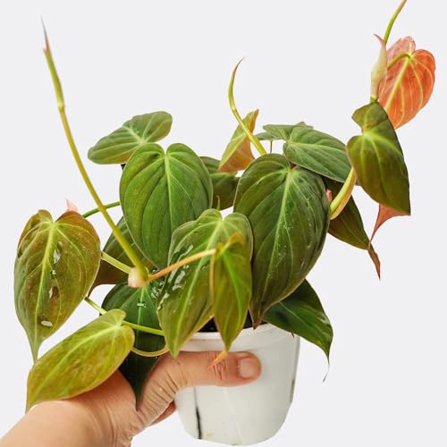 semillas de plantas de filodendro - Plantas trepadoras resistentes, plantas en macetas para exterior. Planta de interior, plantas trepadoras con flores, resistente. Bonsái, plantas en 100pcs