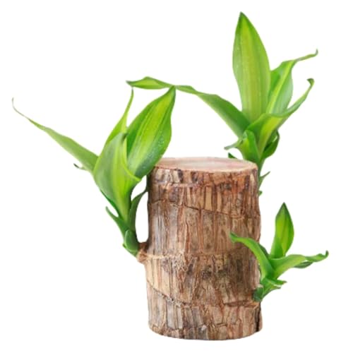 Brazilian Wood Plant Brazilian Wood