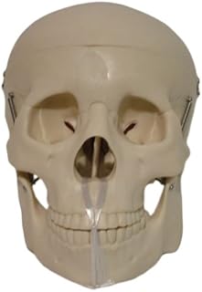 OmÂ® Anatomy Mannequin Series Life Size Skull Head (Xc104) Made by OmÂ®