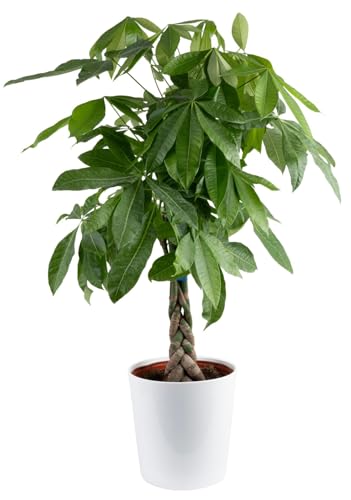 Image of Costa Farms Money Tree Live Plant in Decorative Pot, Air Purifying, Large Indoor Houseplant, Perfect for Home, Room, or Office Decor, Great House Warming or Birthday Gift, 3-4 Feet Tall