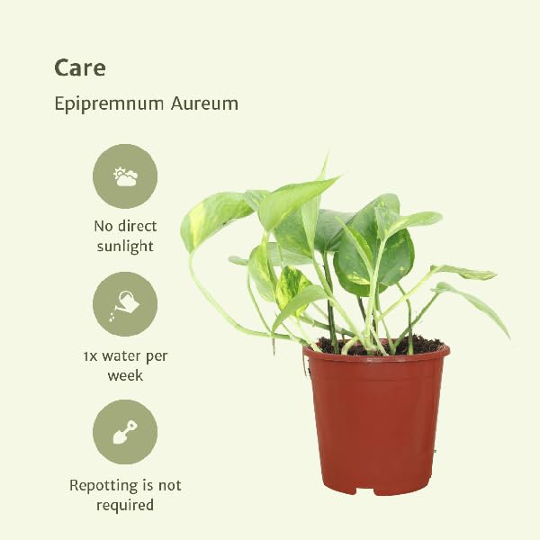 Efeutute Epipremnum aureum Scindapsus Zimmerpflanze Ø12 cm 20 cm