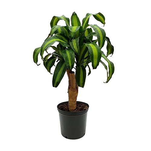 American Plant Exchange Dracaena Mass Cane ‘Corn Plant’, 6-Inch Pot, Easy-to-Care, Live Indoor Houseplant, Air-Purifying, 1.5ft Tall Medium Size Plant for Home, Office, and Garden Décor