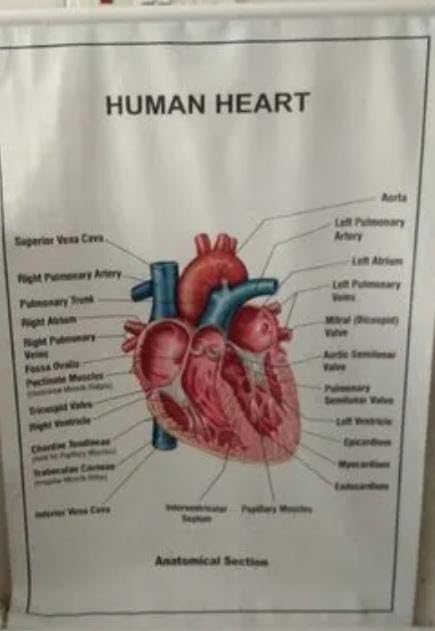 E-MEDI- Structure Heart Chart And Eye Chart for Laboratory USE-picture-34