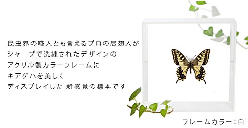 Amazon.co.jp: 蝶の標本 キアゲハ Papilio machaon アゲハチョウ