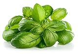 Basil Seeds, Genovese, 250+ Heirloom, Non GMO Seeds, Ocimum basilicum.