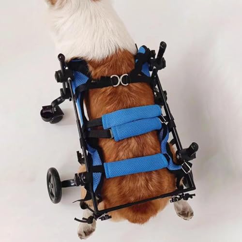 Silla de ruedas para perros pequeños que ayuda a su rehabilitación 4
