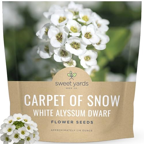 Alyssum Dwarf White Carpet of Snow Large 1/4 Ounce Seed Packet 17 000 Flower Seeds for Planting Lobularia maritima