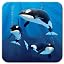 Orcas