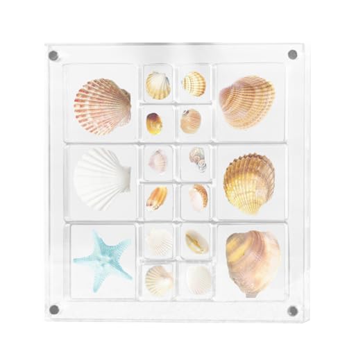 Qukoielly Caja de exhibición de conchas marinas, caja de almacenamiento magnética de conchas marinas, almacenamiento cuadrado grande transparente de conchas marinas, contenedor de almacenamiento de